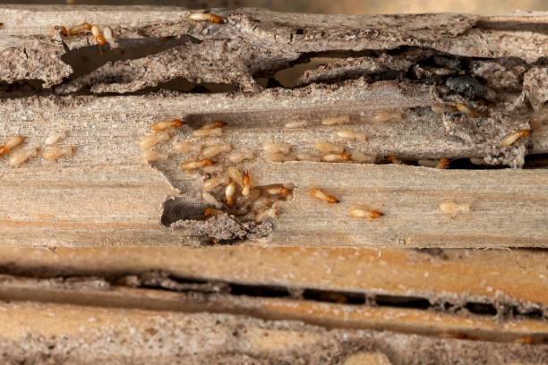 Best Pest Prevention Services  in Richmond West, FL
